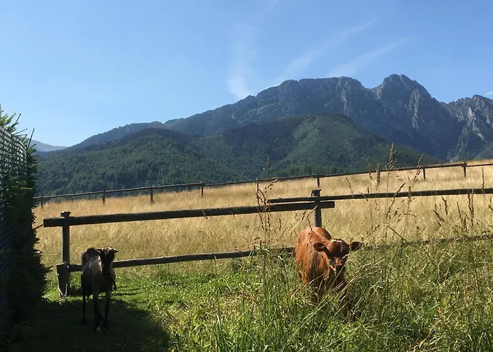 Z Widokiem Na Giewont I Kasprowy * 자코파네