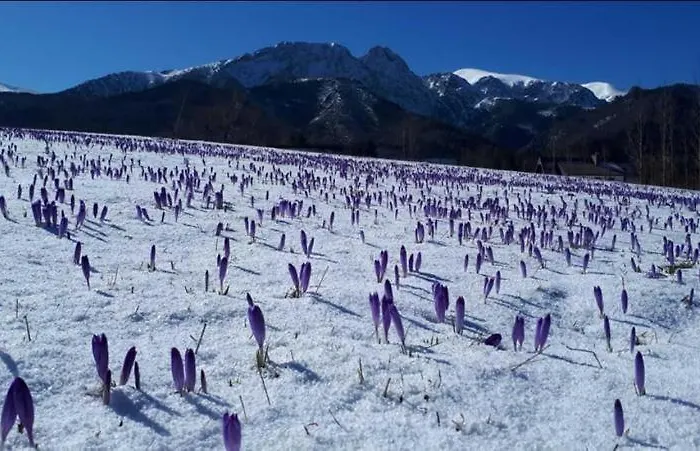 아파트 Z Widokiem Na Giewont I Kasprowy 자코파네