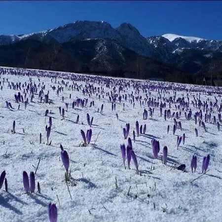 アパート Z Widokiem Na Giewont I Kasprowy ザコパネ